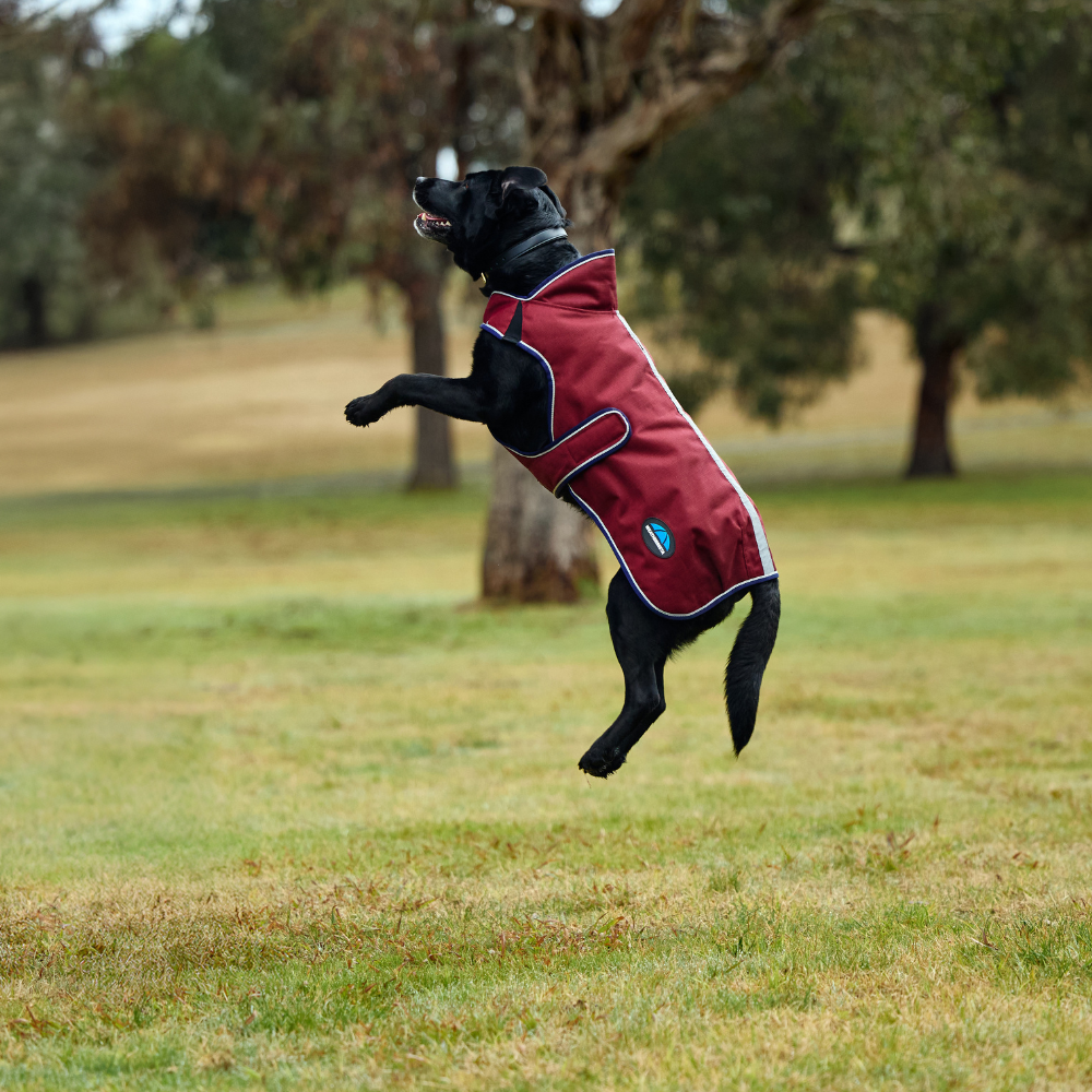 Weatherbeeta Comfitec Premier Deluxe Waterproof Dog Coat #colour_burgundy-navy