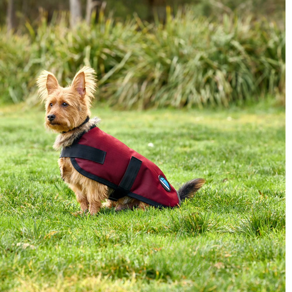 Weatherbeeta Comfitec Classic Waterproof Dog Coat #colour_burgundy