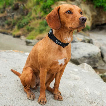 Mountain Paws Extra Tough Dog Collar #colour_black