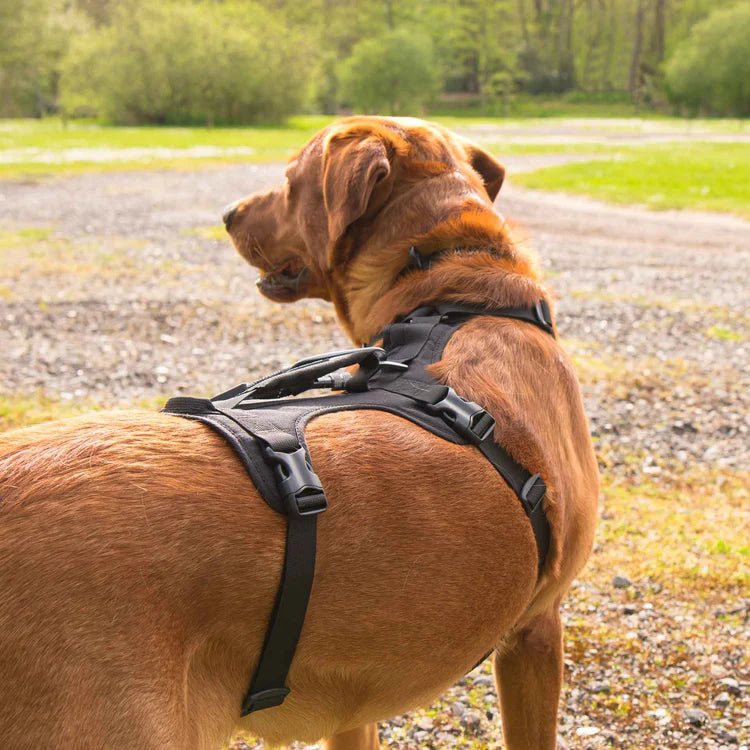 Mountain Paws 3-Strap Dog Harness #colour_black