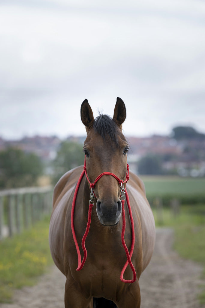 Norton Ethological Headcollar With Reins #colour_red