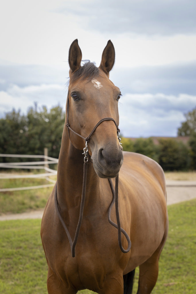 Norton Ethological Headcollar With Reins #colour_brown