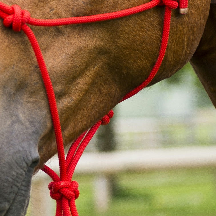 Norton First Rope Headcollar