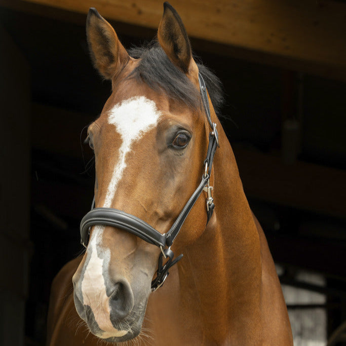 Norton Pro Anatomical Head Collar #colour_black