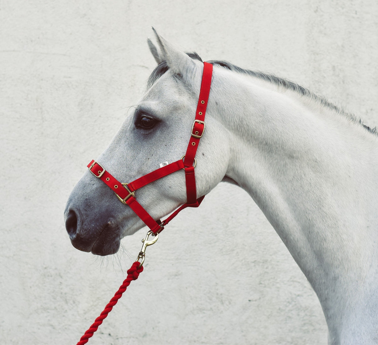 Mackey Economy Webbing Headcollar #colour_red