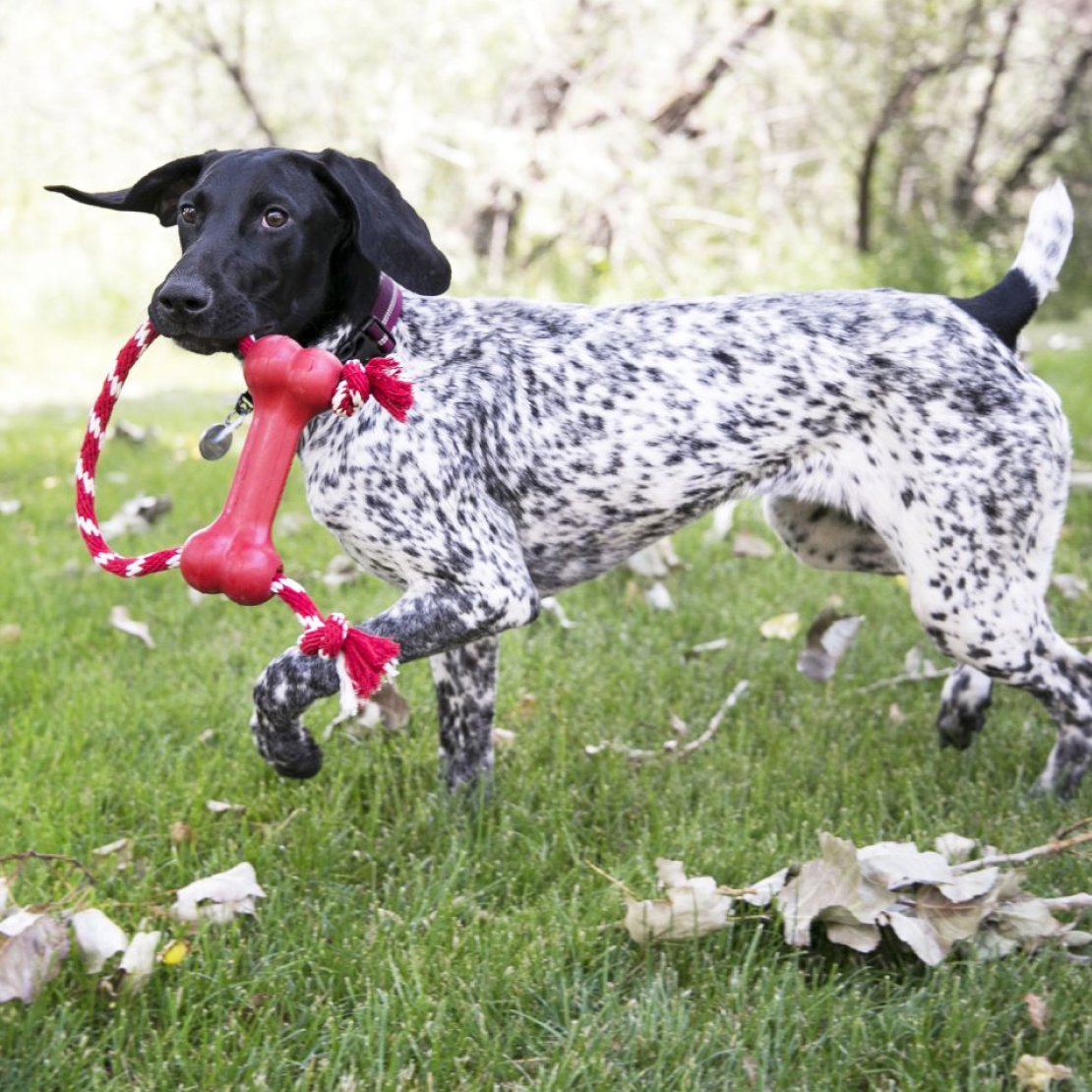 KONG Goodie Bone With Rope #size_m