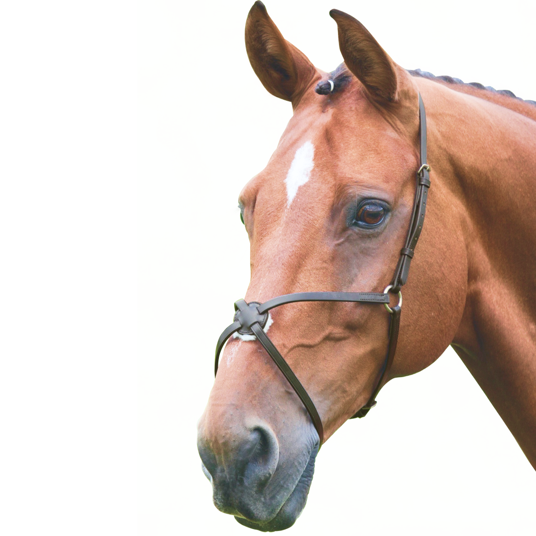 Muserolle Mexicaine Shires Velociti GARA