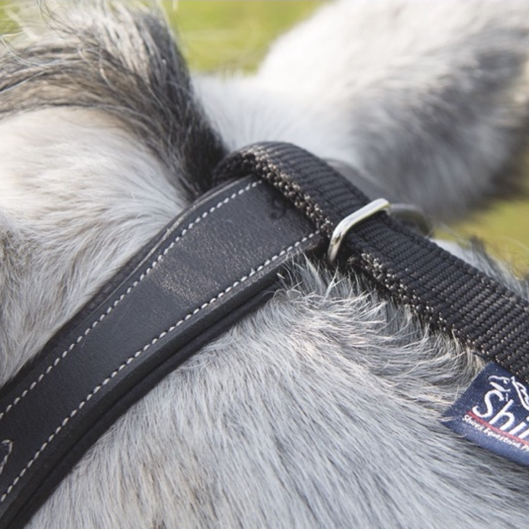 Rêne marguerite Shires