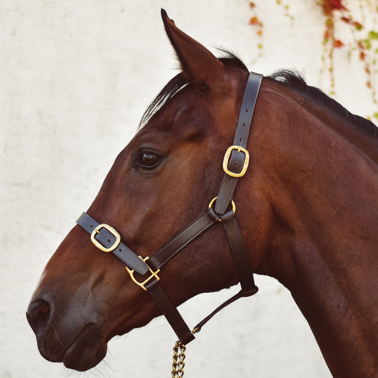 Mackey Classic Leather Headcollar #colour_brown