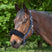 Waldhausen Synthetic Fabric Noseband Cover #colour_black