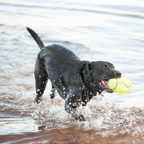 KONG AirDog Squeaker Football #size_m