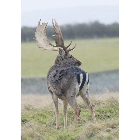 Kevin Milner Countryside Cards #style_fallow-deer