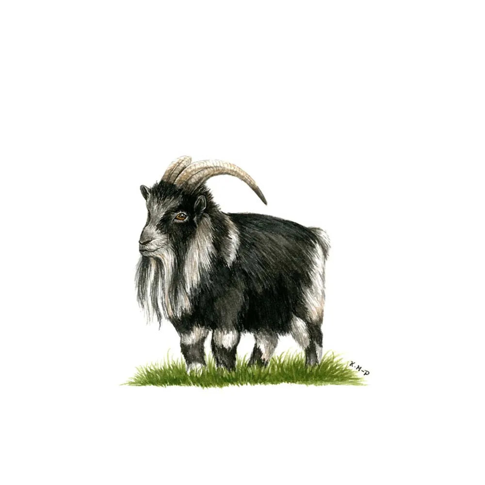 Kevin Milner Countryside Cards #style_pygmy-goat