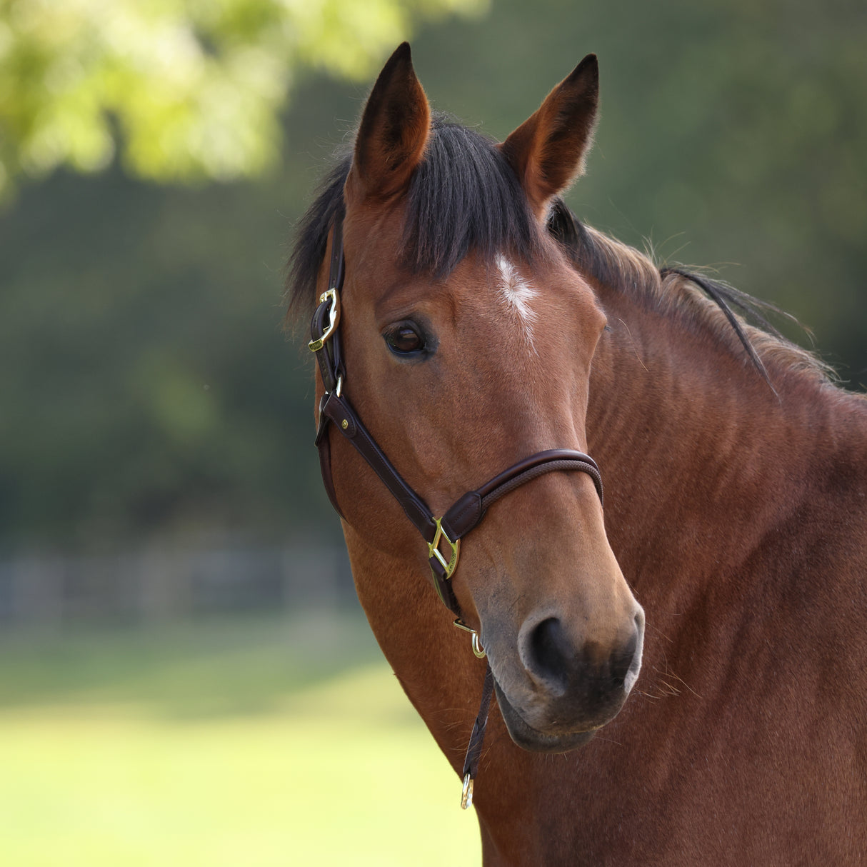 Shires Velociti Lusso Soria Leather Headcollar #colour_havana