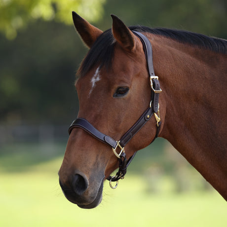 Shires Velociti Lusso Lorca Leather Headcollar #colour_havana