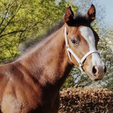 STAR Leather Foal Halter #colour_white