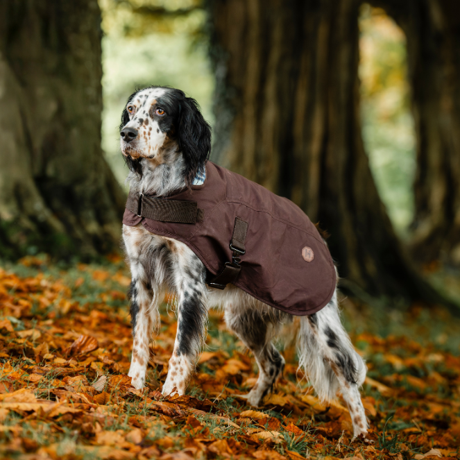 Horseware Ireland Newmarket Heritage Dog Coat #colour_brown-whitney-navy
