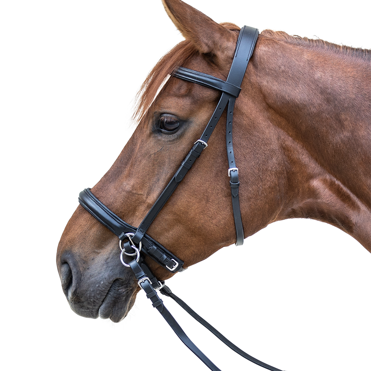 STAR Bitless Bridle #colour_black