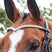 Whitaker Lynton V-Shaped Diamante Browband #colour_havana