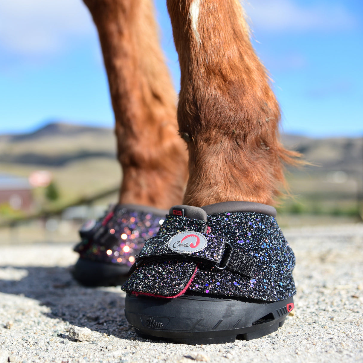 Cavallo Botte d'entrée de gamme régulière 