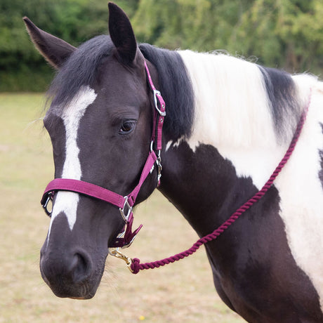 Gallop Premium Padded Headcollar With Lead Rope #colour_burgundy