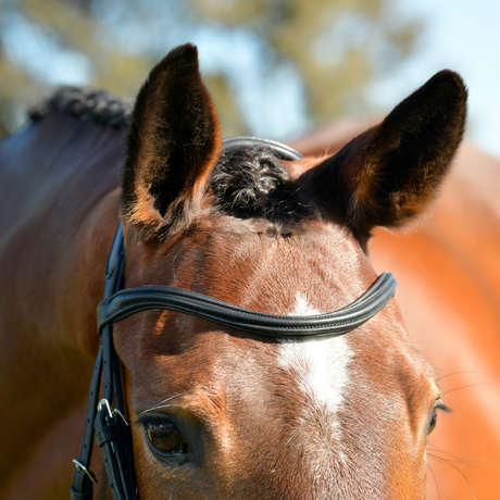 Collegiate Comfitec Opulux Plain Padded Hanoverian Flash Bridle #colour_black
