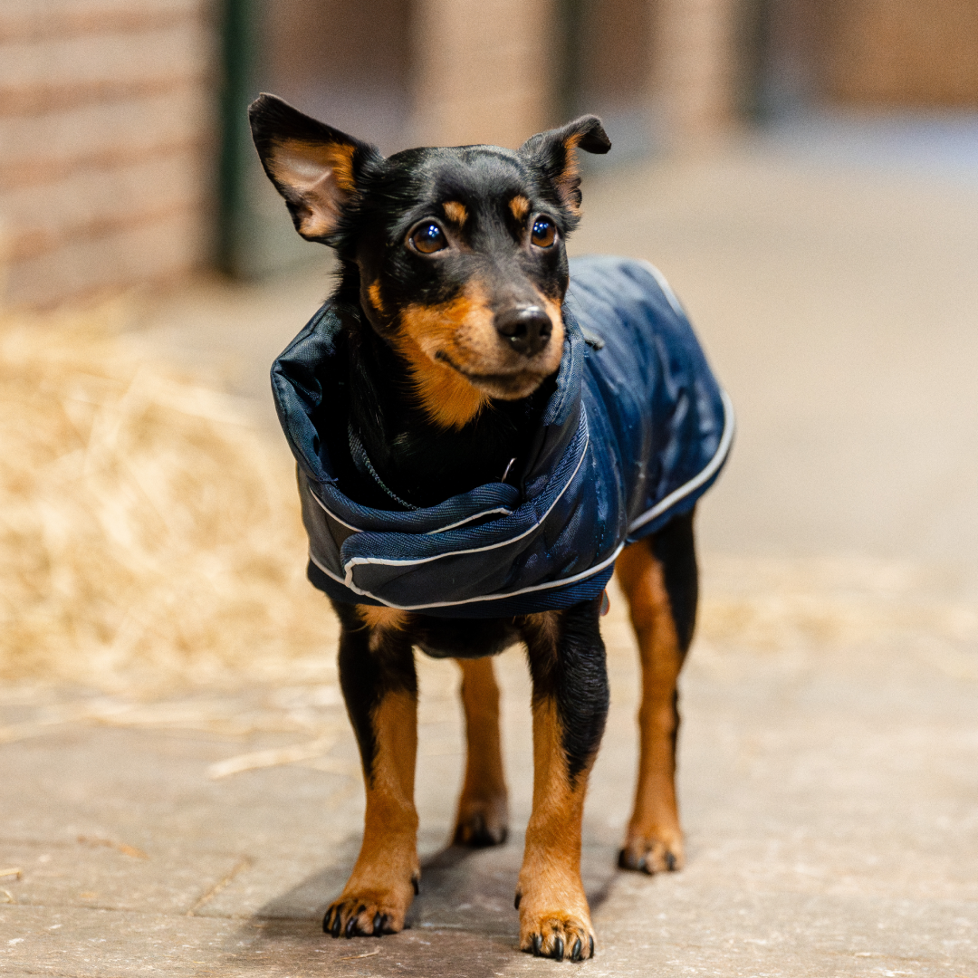 Horseware Ireland Signature Dog Rug