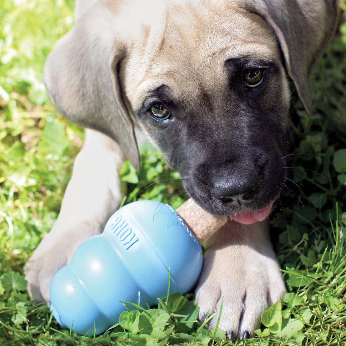 KONG Ziggies Enhanced Chews Puppy #size_s