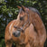 Norton Pro Grooming Leather Headcollar #colour_brown