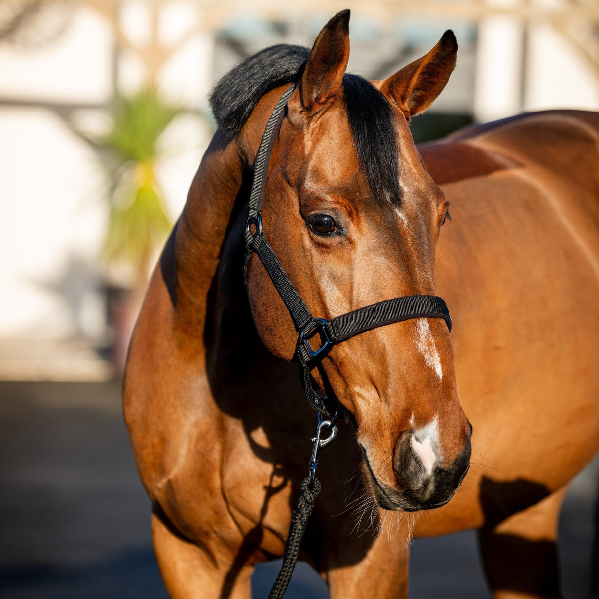 Horseware Ireland Amigo Headcollar & Leadrope Set #colour_black