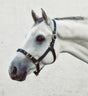 Mackey Economy Webbing Headcollar #colour_green