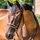 Finesse Cassidy Double Bridle #colour_black-white-silver