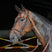 Whitaker Ready To Ride Flash Bridle #colour_havana