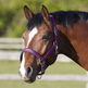 Bitz Deluxe Padded Headcollar #colour_pink