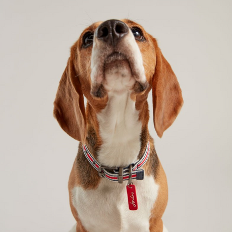 Joules Striped Dog Collar #colour_red